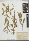 Foto von Salix alba subsp. micans (Andersson) Rech. f.